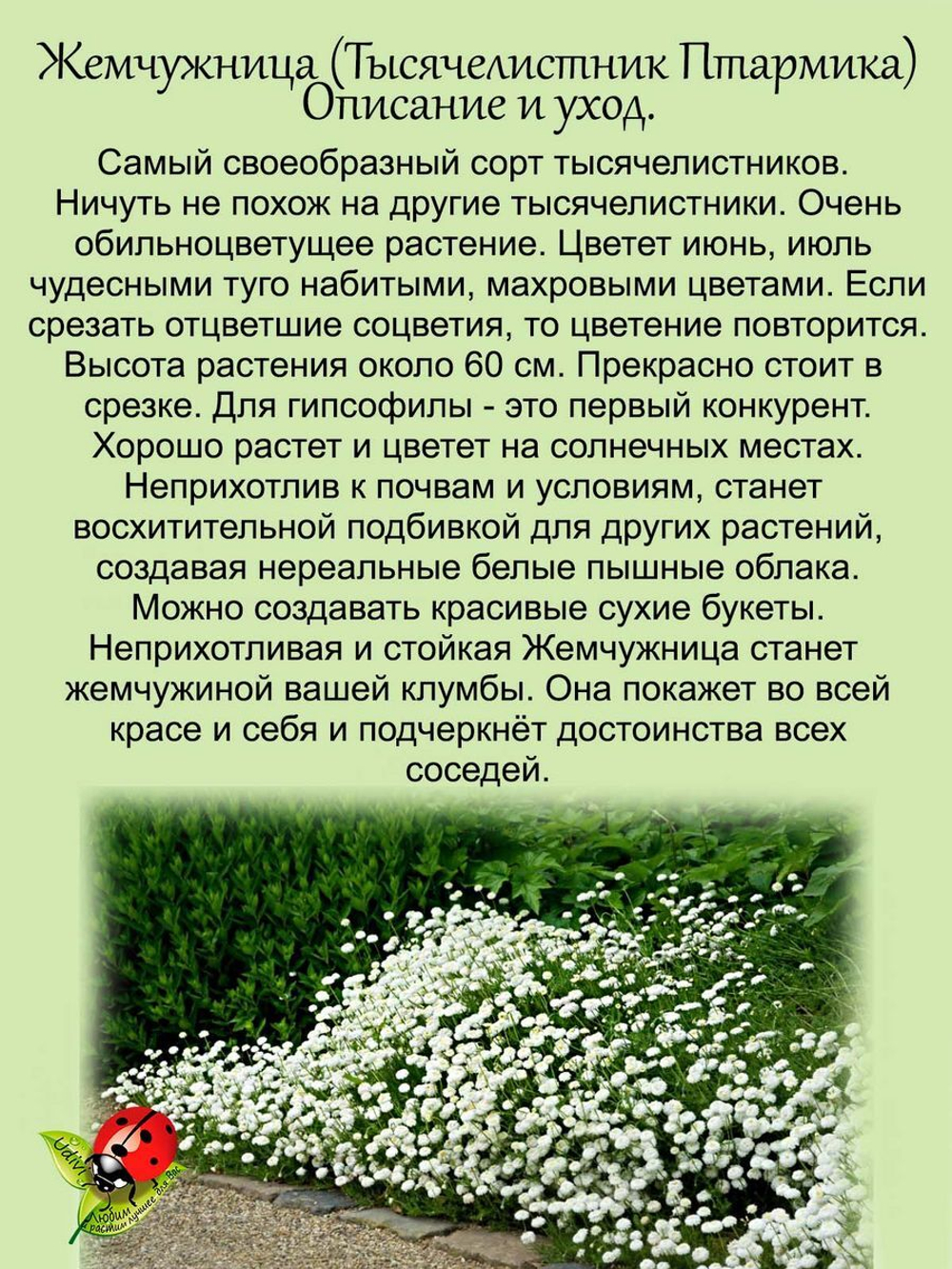 Жемчужница, тысячелистник Птармика аналог гипсофилы