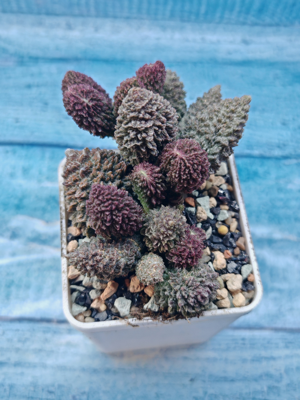 Adromischus Marianae Red Coral (Адромискус)