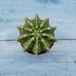 Gymnocalycium Friedrichii (Гимнокалициум)