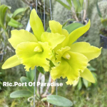 Орхидея ринхолелиокаттлея RLC. PORT OF PARADISE