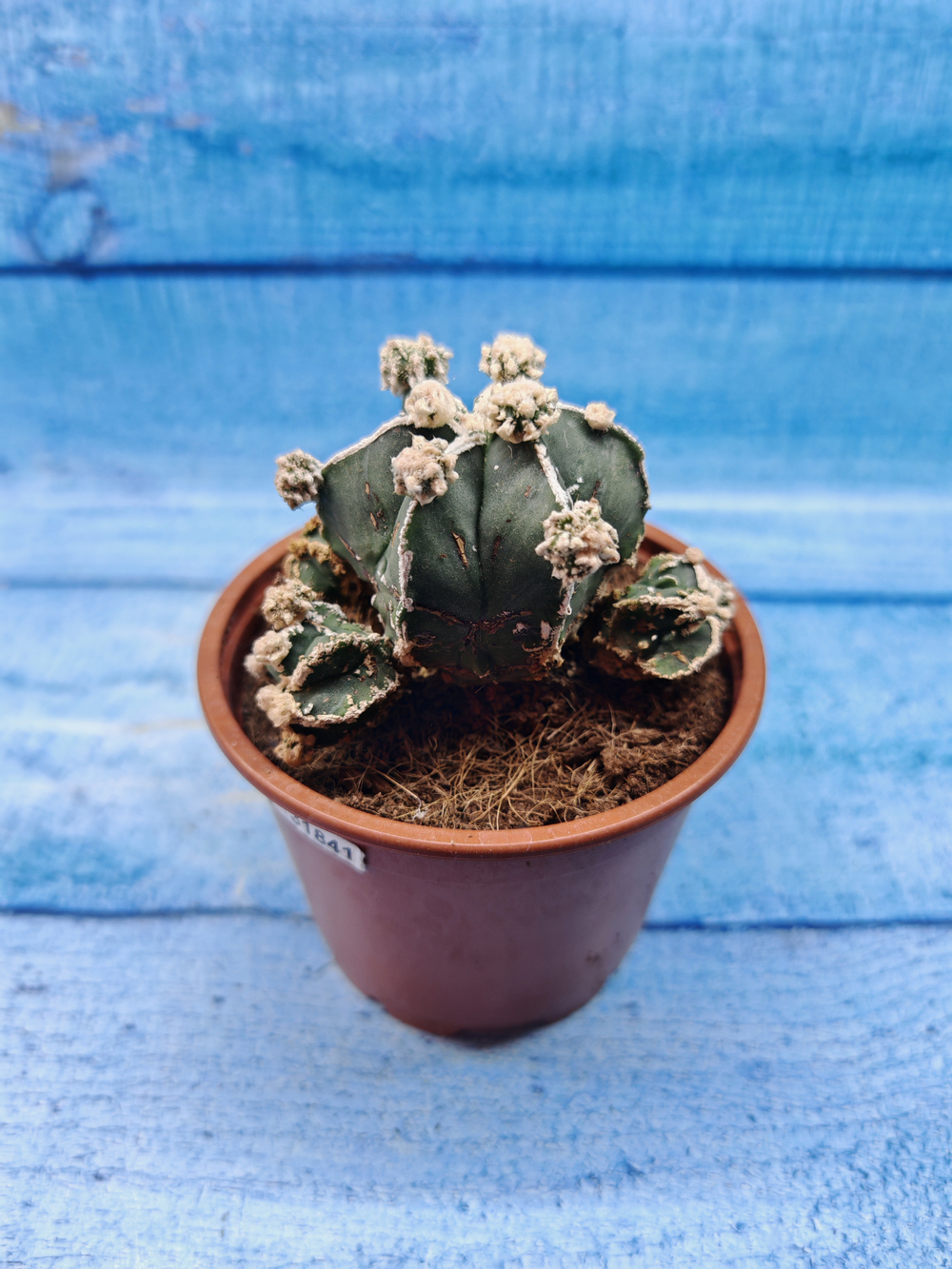 Astrophytum Myriostigma "Hakujo Fukuryu" (Астрофитум)