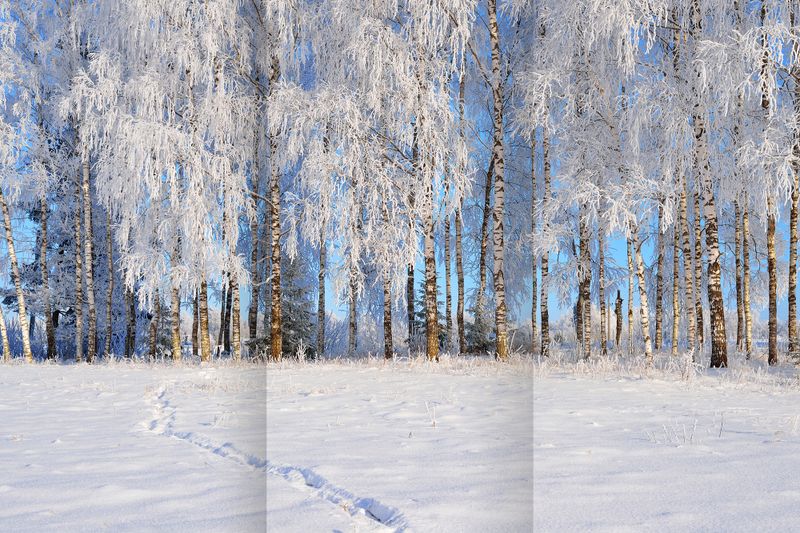 Березовый лес зимой