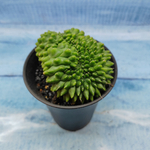 Gymnocalycium Spineless Crested form (Гимнокалициум Кристатный)