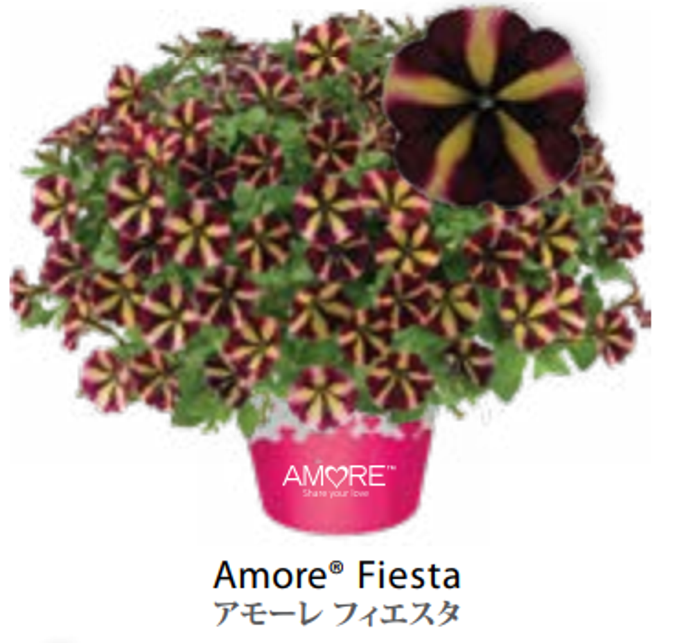 ЕВРО Петуния AMORE Fiesta ЕВРО укорененный черенок СЕРЕДИНА НОЯБРЯ поставка 1