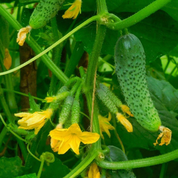 Герман F1 семена огурца (Seminis / ALEXAGRO) культура – фото 4