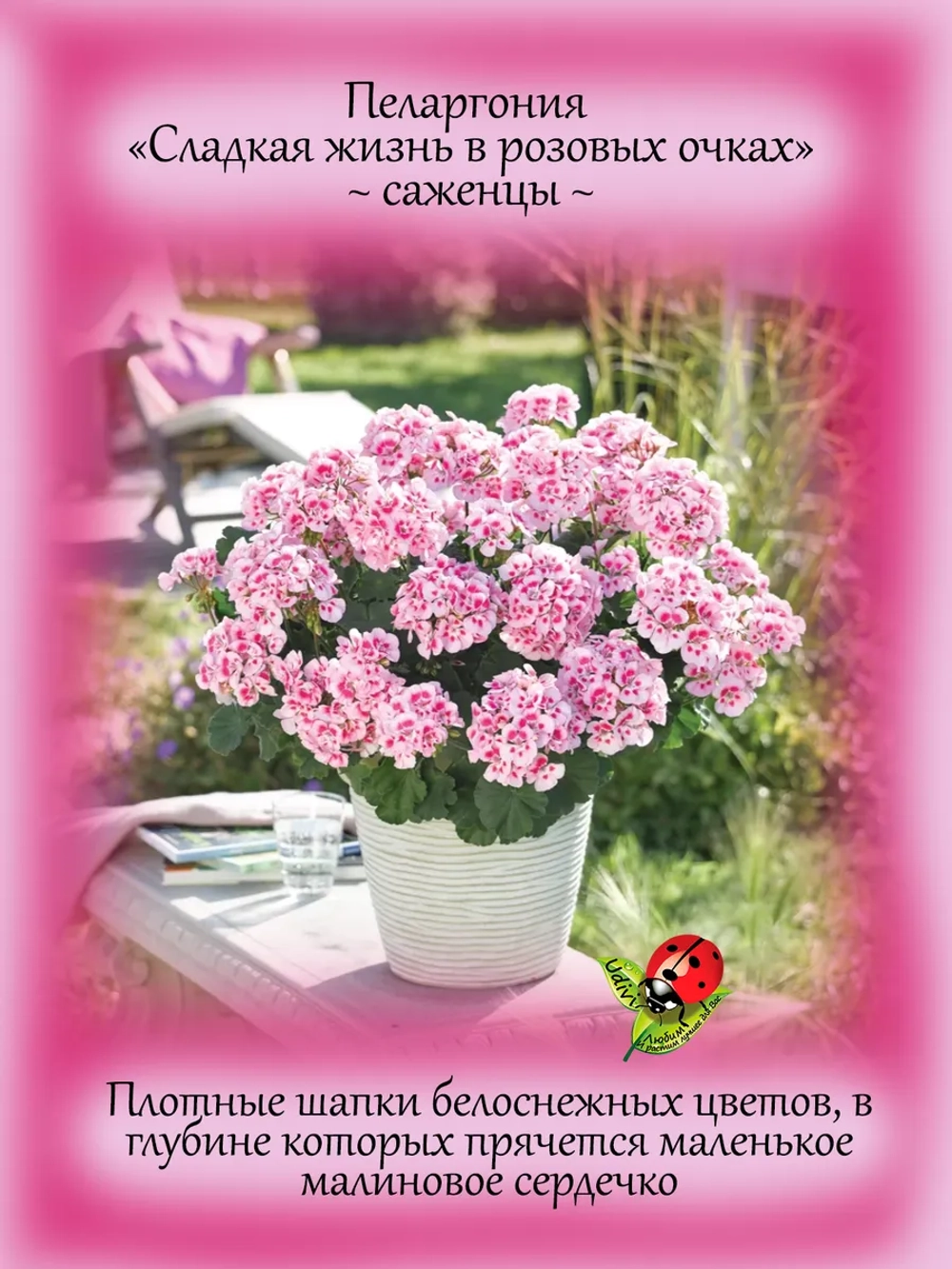 Пеларгония Сладкая жизнь в розовых очках