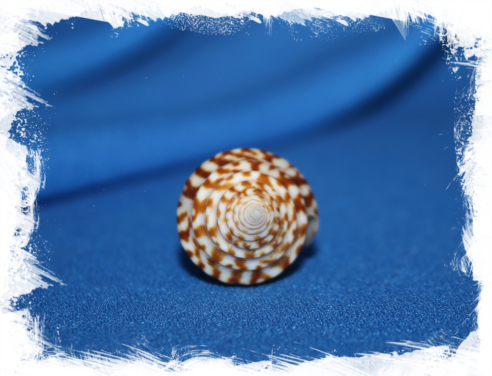Конус праецелленс (Conus praecellens) 4 см.