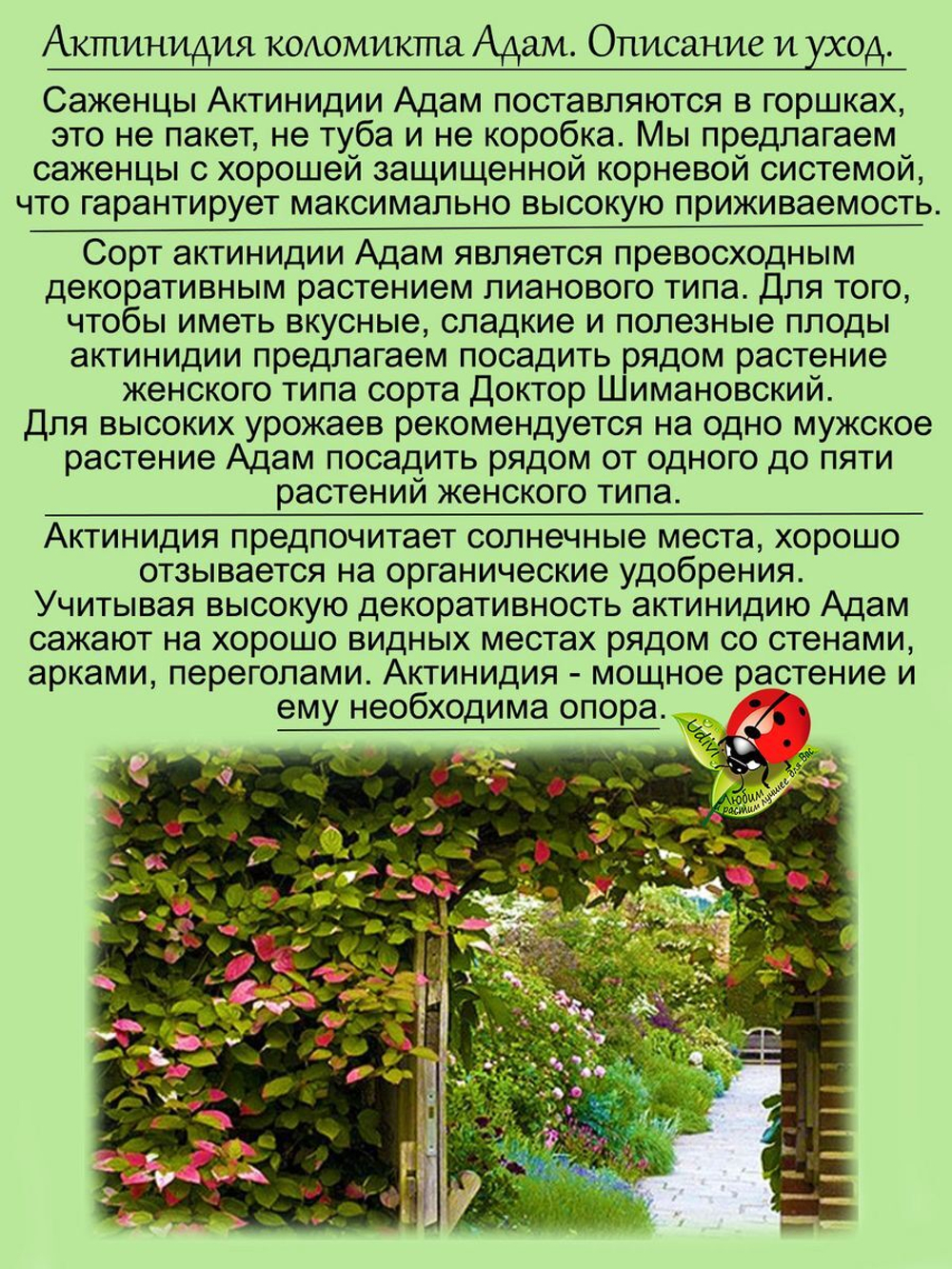 Актинидия Адам коломикта мужская особь