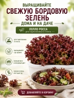 Семена салата Лолло Росса АГРОЛО профессиональные для гидропоники и грунта, листовой салат для дома и дачи