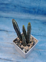 Senecio Stapeliiformis (Крестовник)