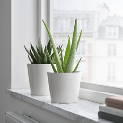 IKEA ALOE VERA  (ИКЕА АЛОЕ ВЕРА)  -  Растение в горшке - алоэ 12 см