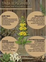 Вербейник (луговой чай) цвет с листом сушеный