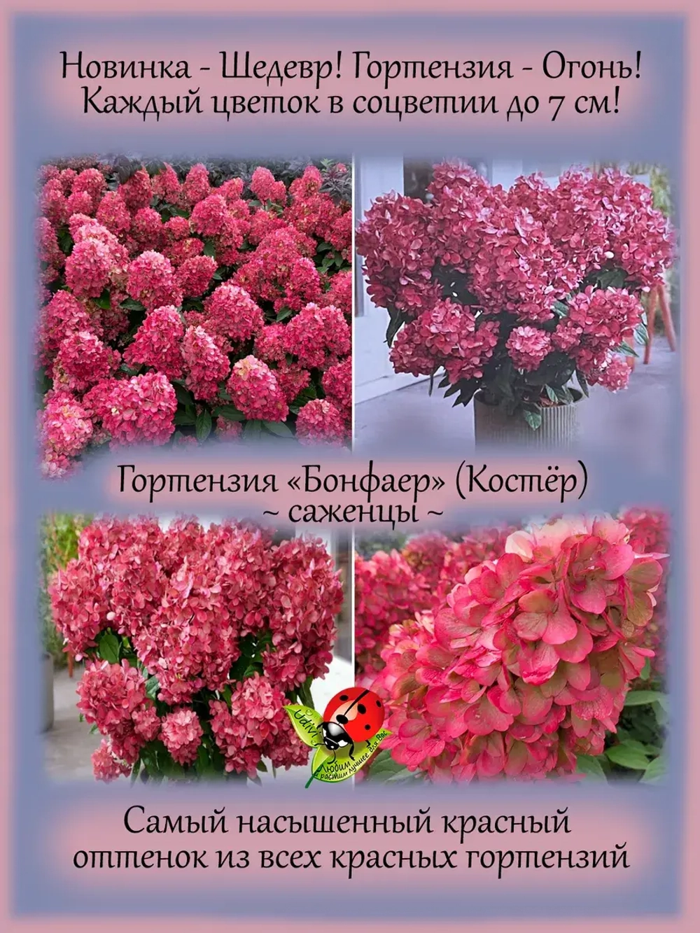 Гортензия Бонфаер метельчатая красная