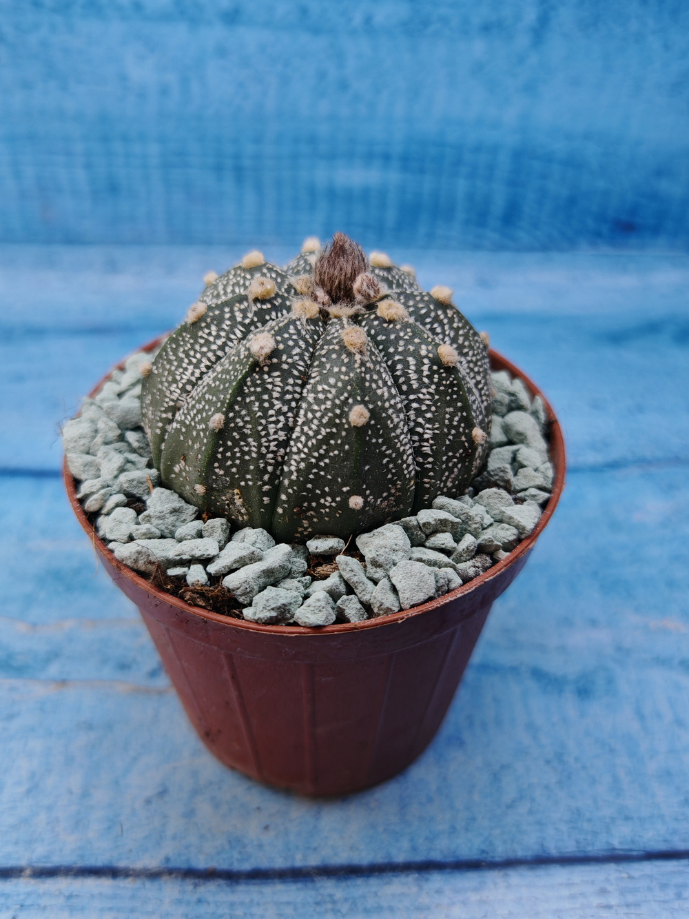 Astrophytum Asterias "Super Kabuto" (Астрофитум)