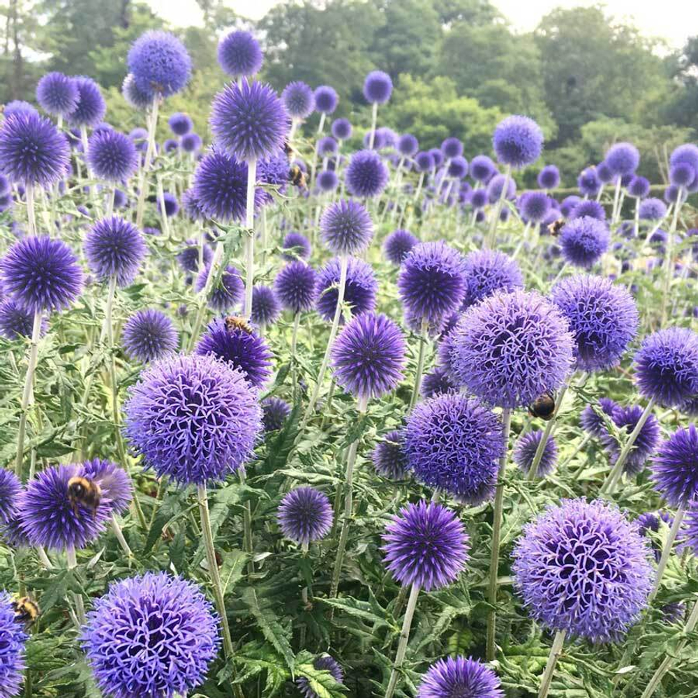 фотография мордовника шароголового-adonnis.ru