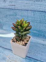 Crassula Ovata Gandalf (Крассула)