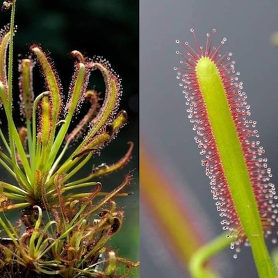 Росянка Drosera capensis albino семена 3 шт
