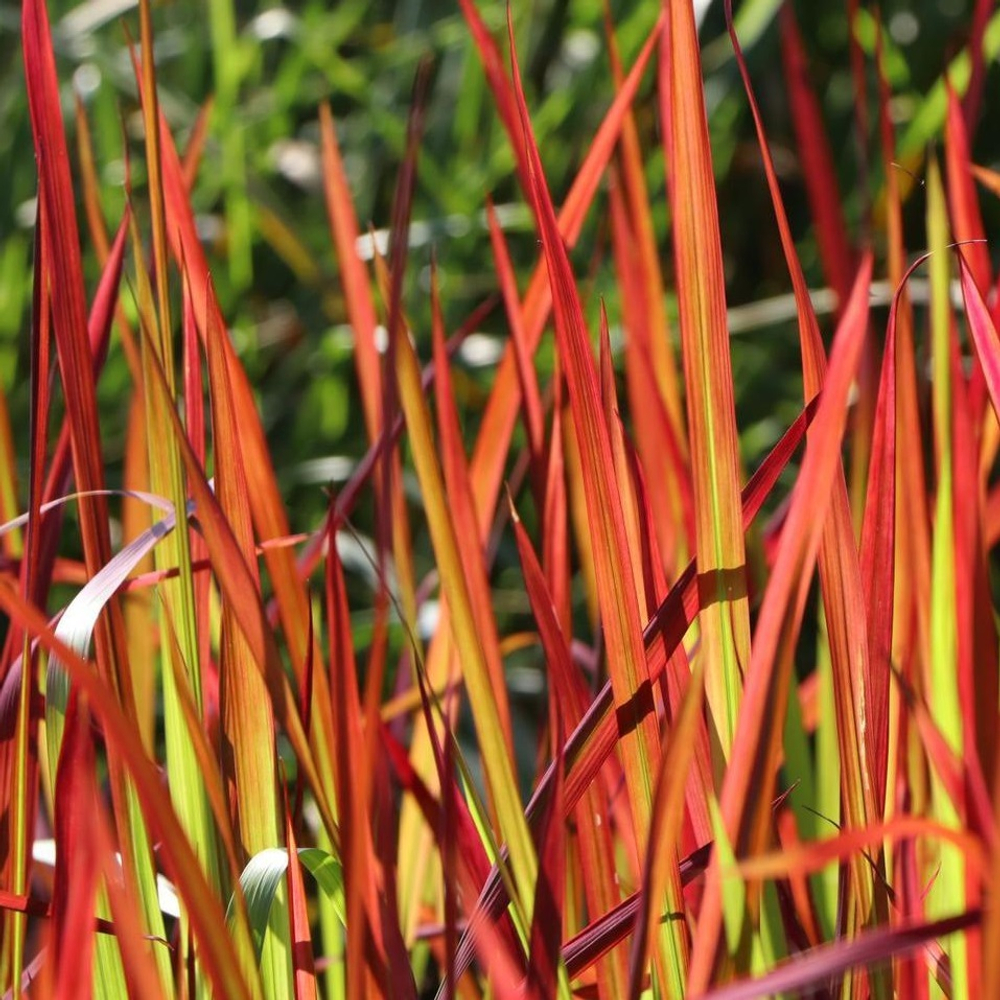 Императа цилиндрическая "Red Baron". Imperata cilindrica "Red Baron".