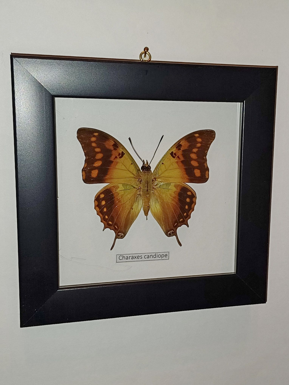 Бабочка Charaxes candiope в рамке