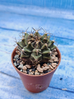 Gymnocalycium Friedrichii (Гимнокалициум)