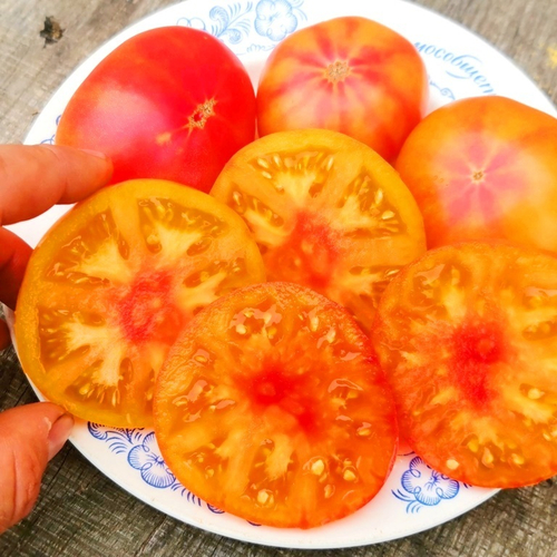 Помидоры Головокружительный Русский - Russian Swirl Dwarf Tomato
