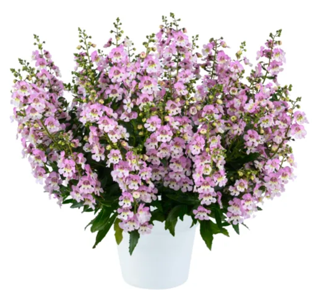 Ангелония узколистная Big Bicolor Pink (Анг2)