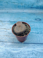 Lithops sp. (Литопсы)