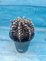 Gymnocalycium T-Rex Pink hybrid (Гимнокалициум T-rex)