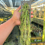 Дисхидия NUMMULARIA DWARF (Н59)