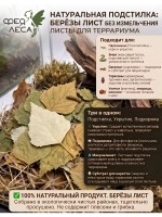 Береза лист для фитосборов, творчества и здоровья