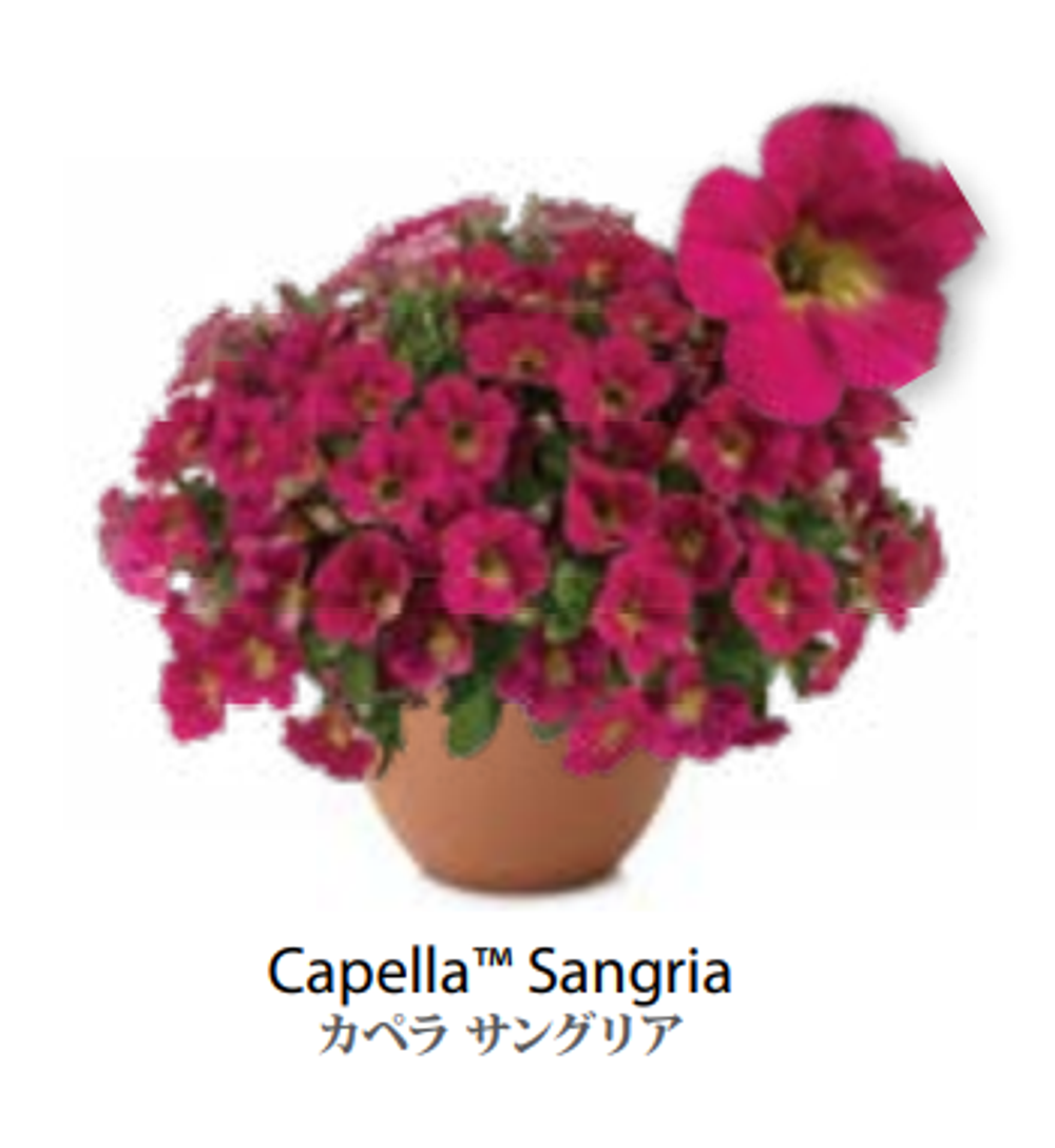 ЕВРО неукор Петуния CAPELLA Sangria ЕВРО НЕукоренный черенок (срезы) НОЯБРЬ поставка 3