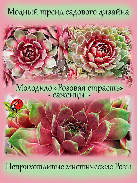 Молодило Розовая страсть каменная роза многолетник