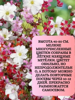 Семена Гипсофила изящная Смесь окрасок 2 гр