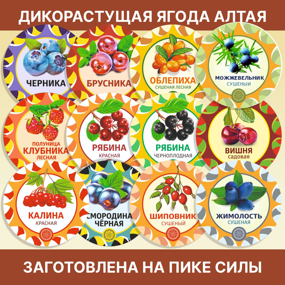 Медвежий корень Алтайский (Копеечник чайный/Красный корень).