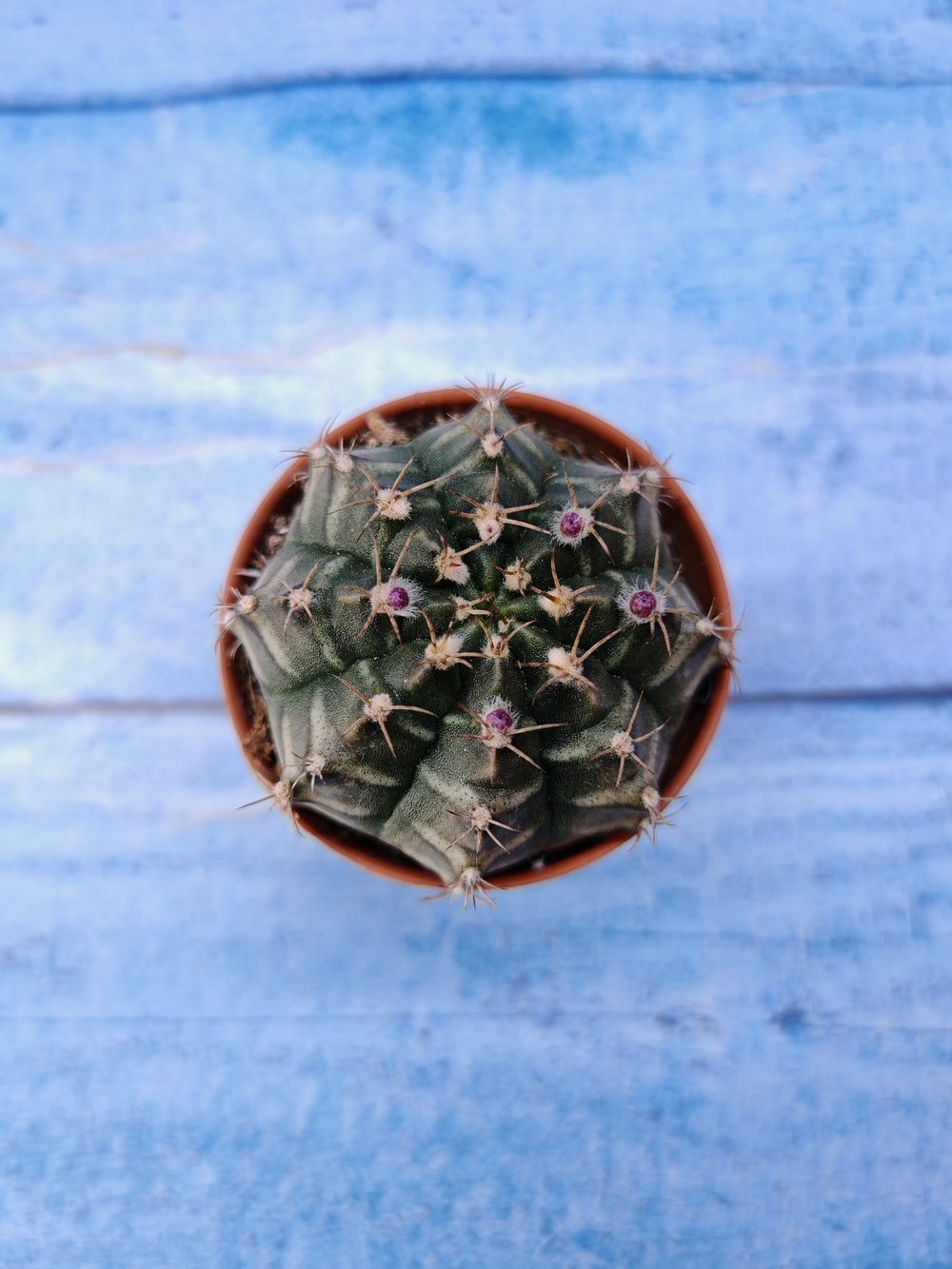Gymnocalycium Friedrichii (Гимнокалициум)