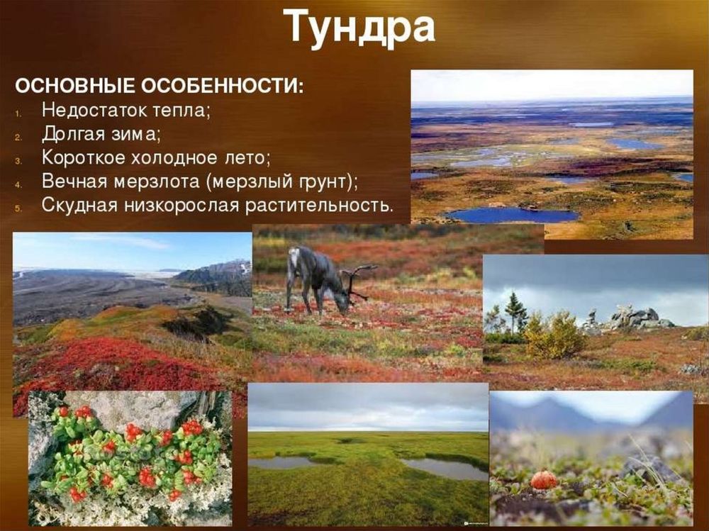 Природные зоны России, животные и растения — купить по ФГОС | Учебный стандарт