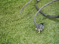 DSCN5229.jpg