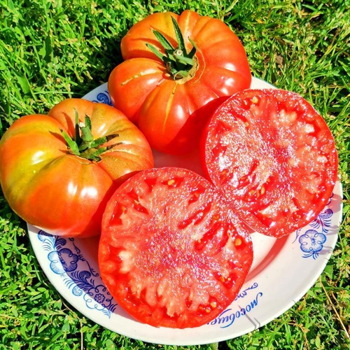 Пурпурные Помидоры Тётушки Джини из Старой Германии - Aunt Ginny's Purple Tomato