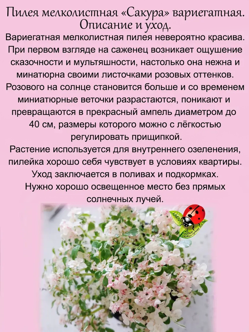 Пилея мелколистная Сакура вариегата