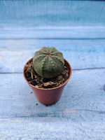 Euphoria Obesa (Эуфорбия)