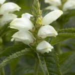 Хелоне косая. Chelone obliqua