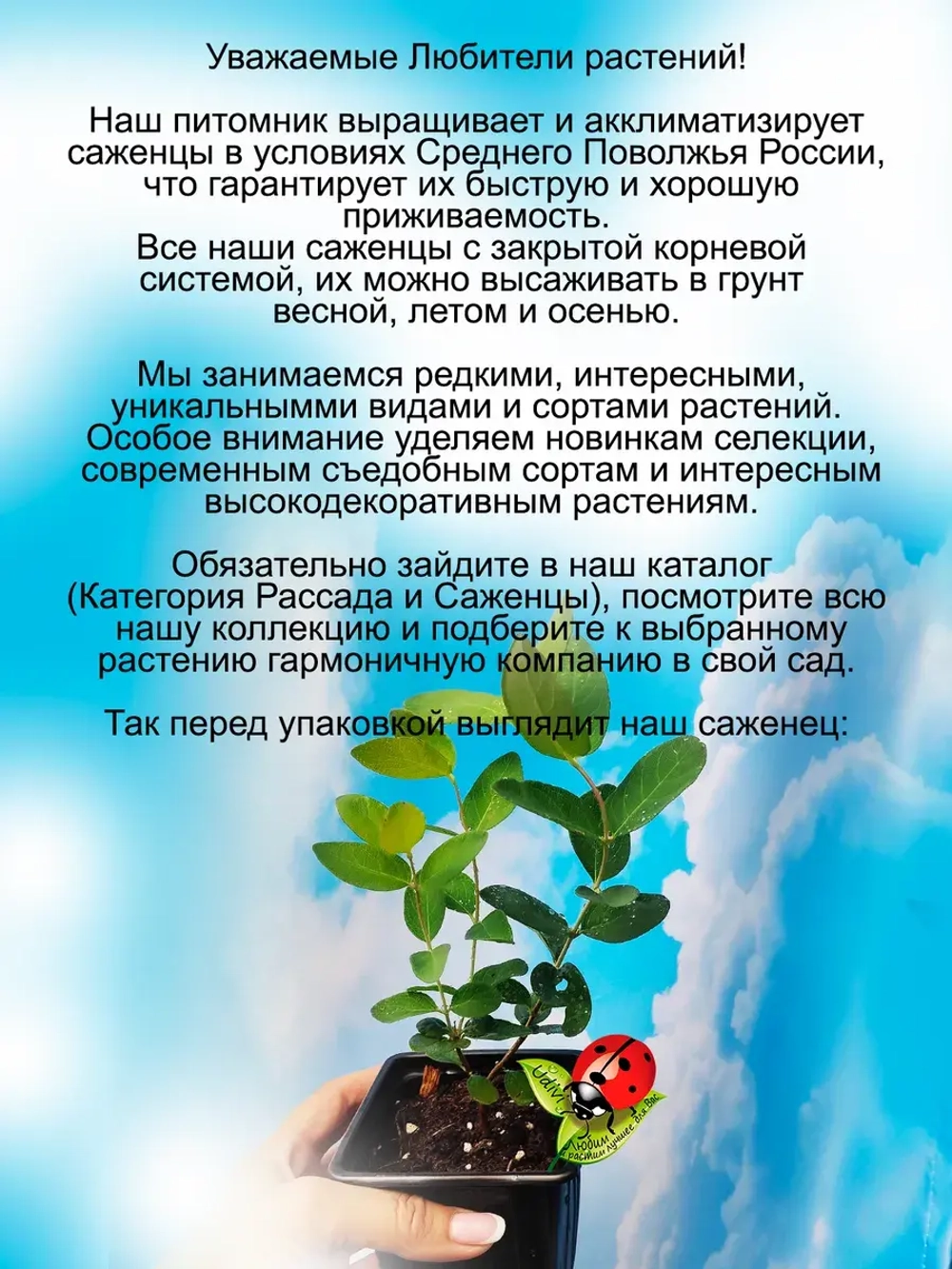 Жимолость Клубничная сенсация Стробери Сенсейшен