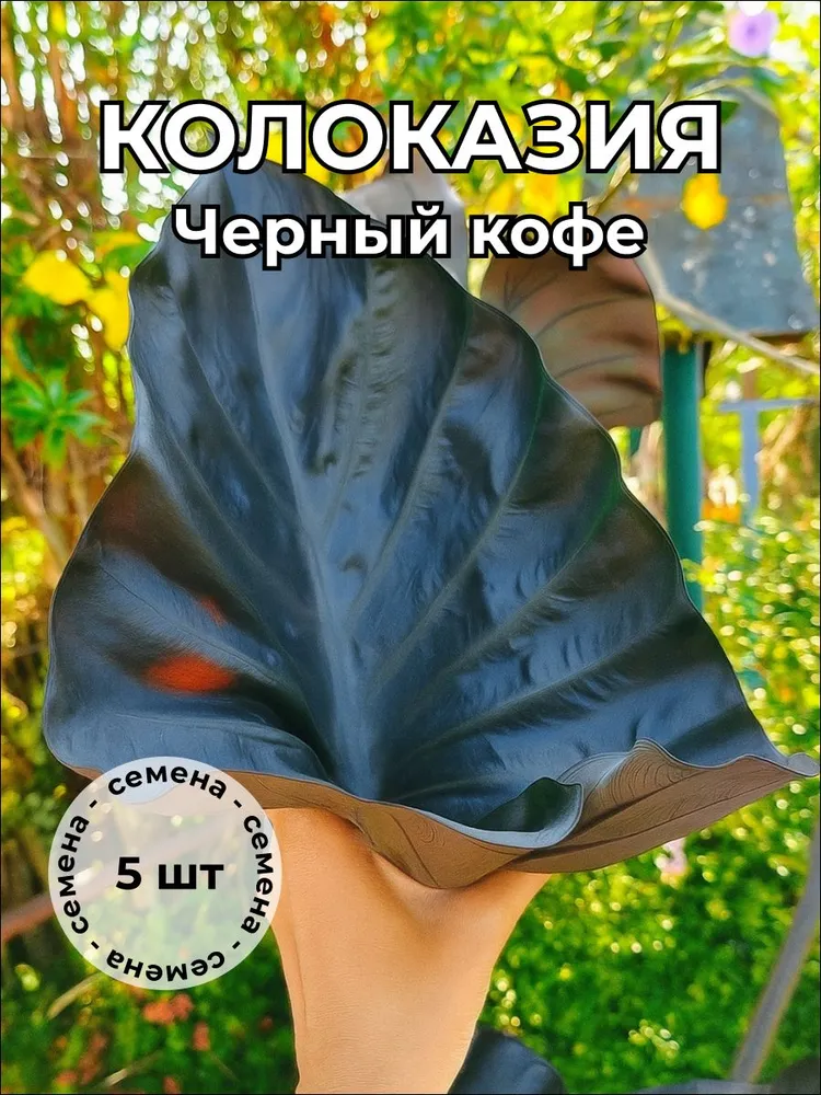 Колоказия "Черный кофе" — семена, 5 шт.