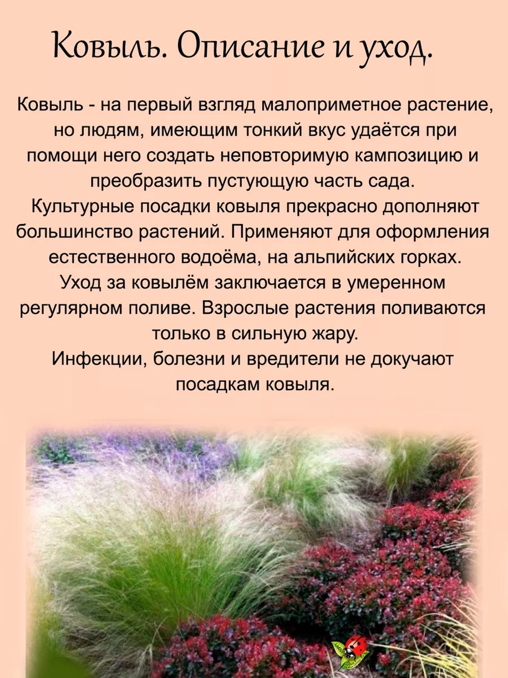 Злак Ковыль степной многолетний