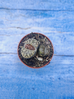 Lithops sp. (Литопсы)