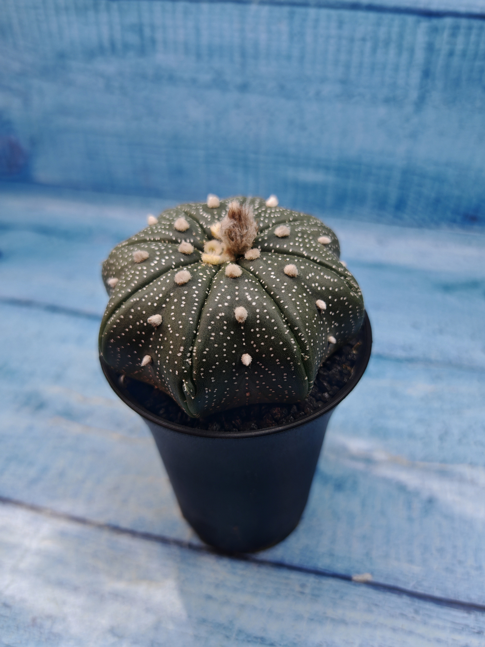 Astrophytum Asterias (Астрофитум)