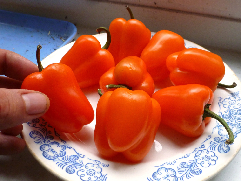 Перец Сладкий Mini Bell Orange - Мини Белл Оранжевый