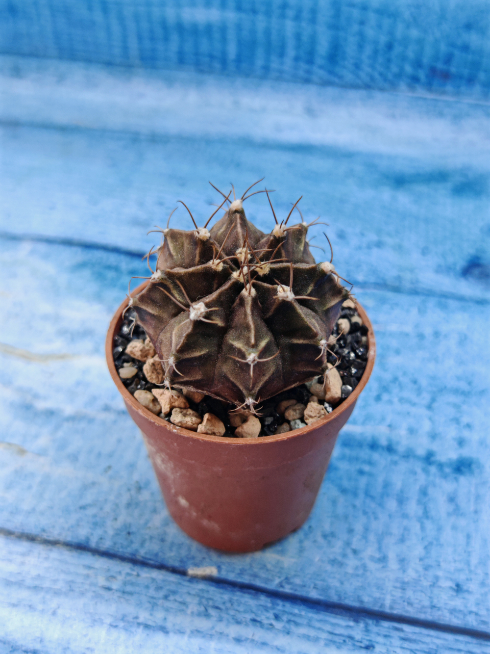 Gymnocalycium Friedrichii (Гимнокалициум)