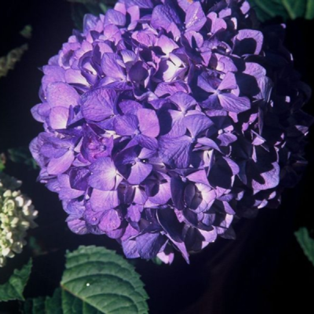 Блум Стар Блю «Bloom Star blue» Endless Summer сентябрь-октябрь 2027 г.