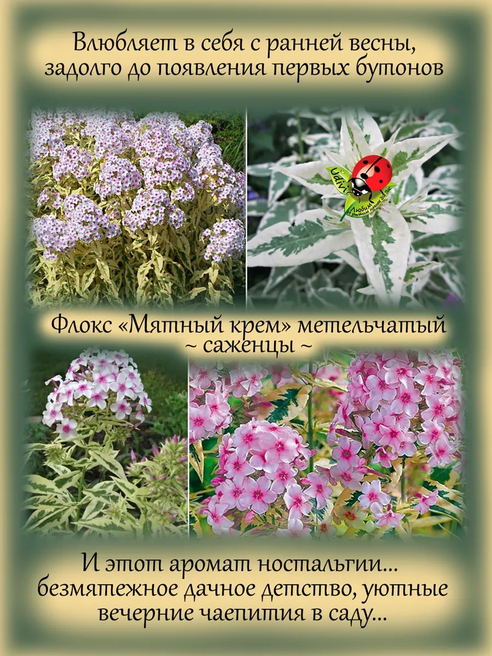 Флокс Мятный крем метельчатый